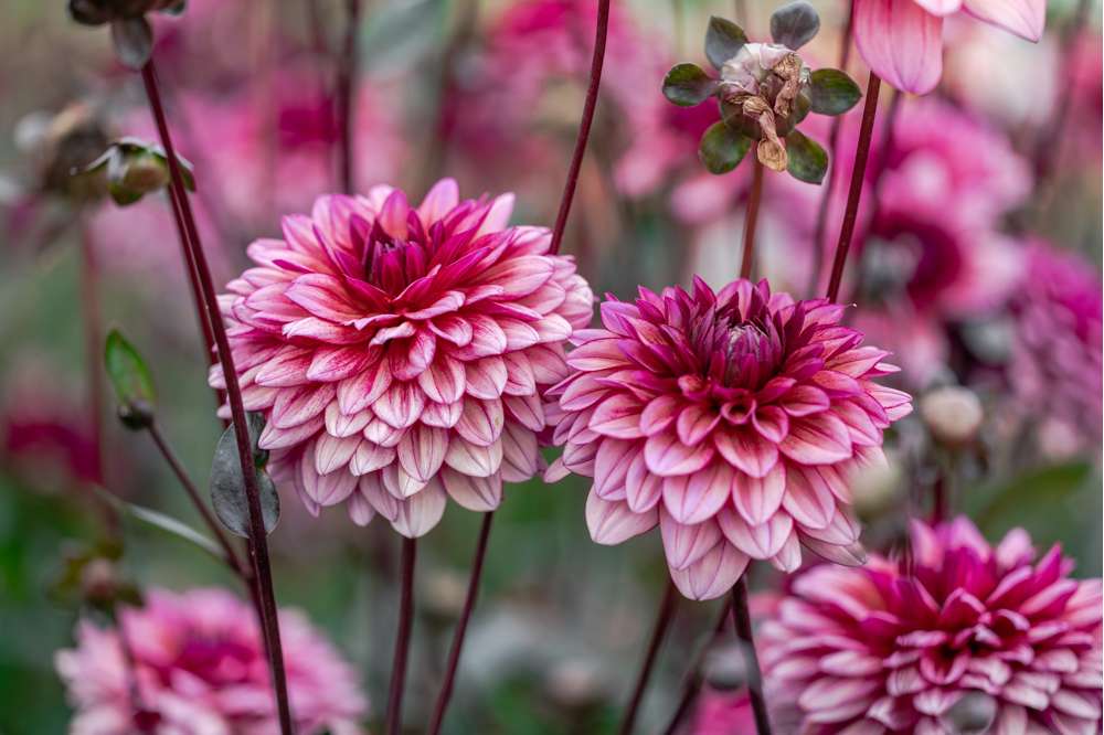 Dahlia 'Molly Raven'